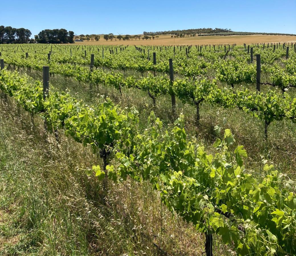 Вілла Belalie Wines Jamestown Екстер'єр фото